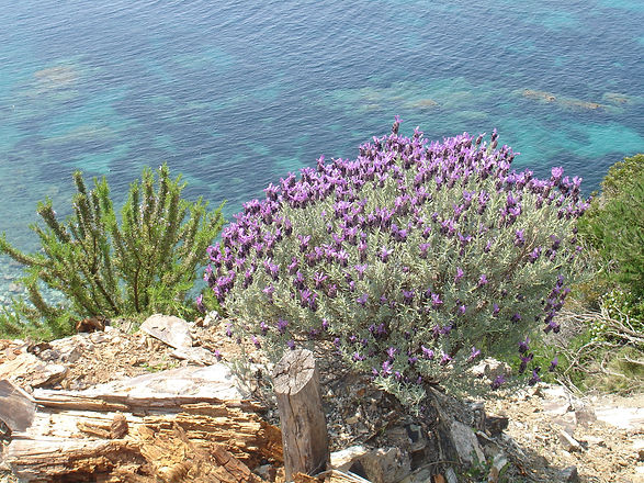 Schopflavendel und Rosmarin auf der Insel Elba