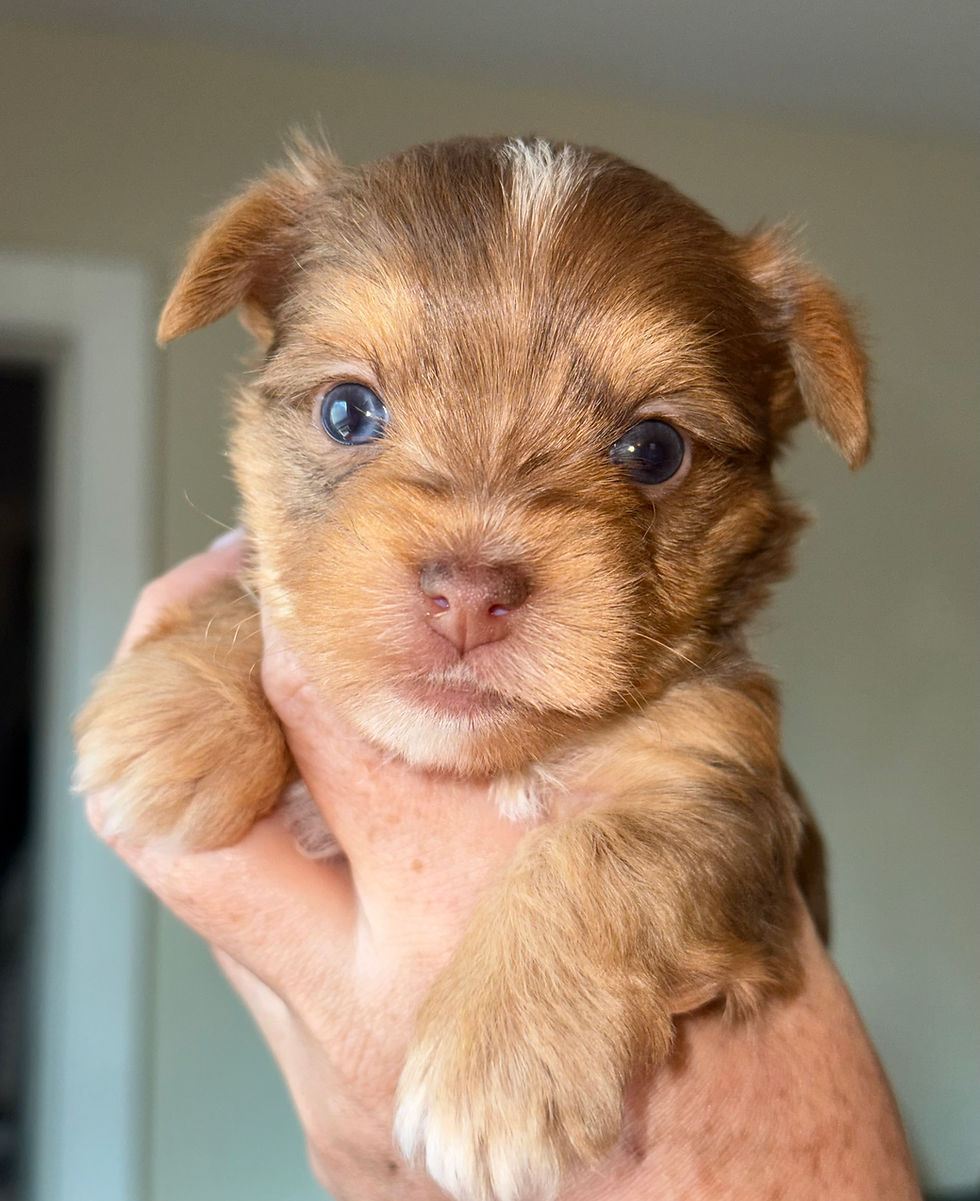 Dale 4 weeks
