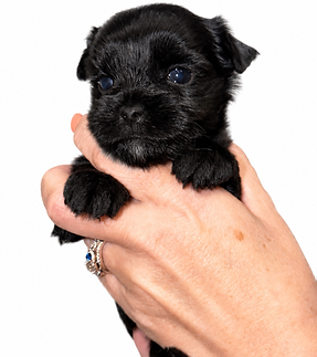 Vader 4 weeks.PNG