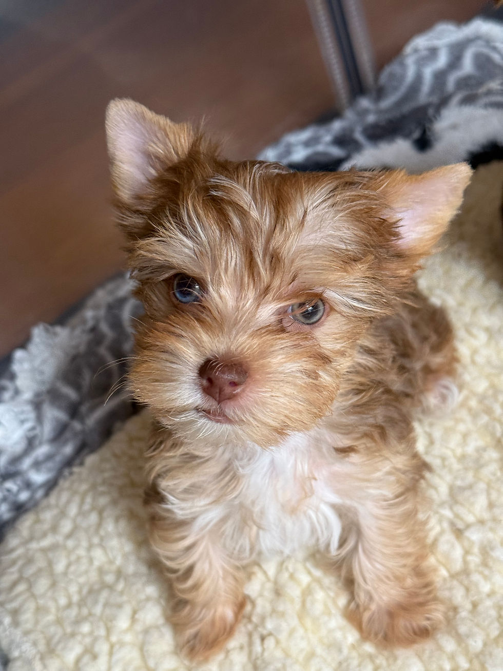 Dale 8 weeks