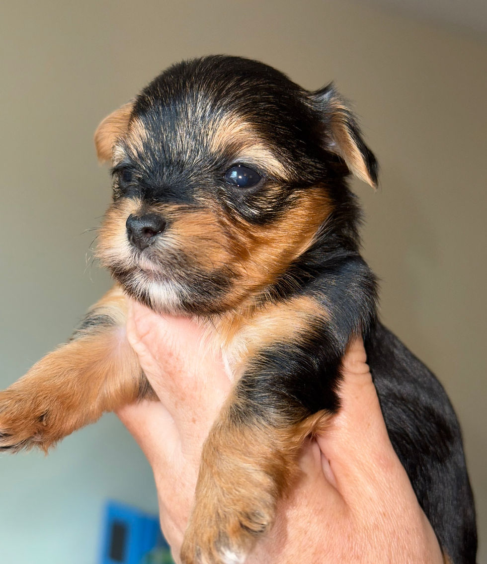 Dash 4 weeks