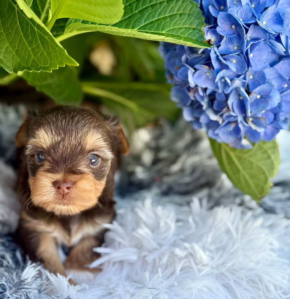 Draco 5 weeks