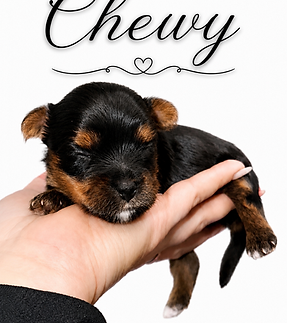 Chewbacca 2 weeks