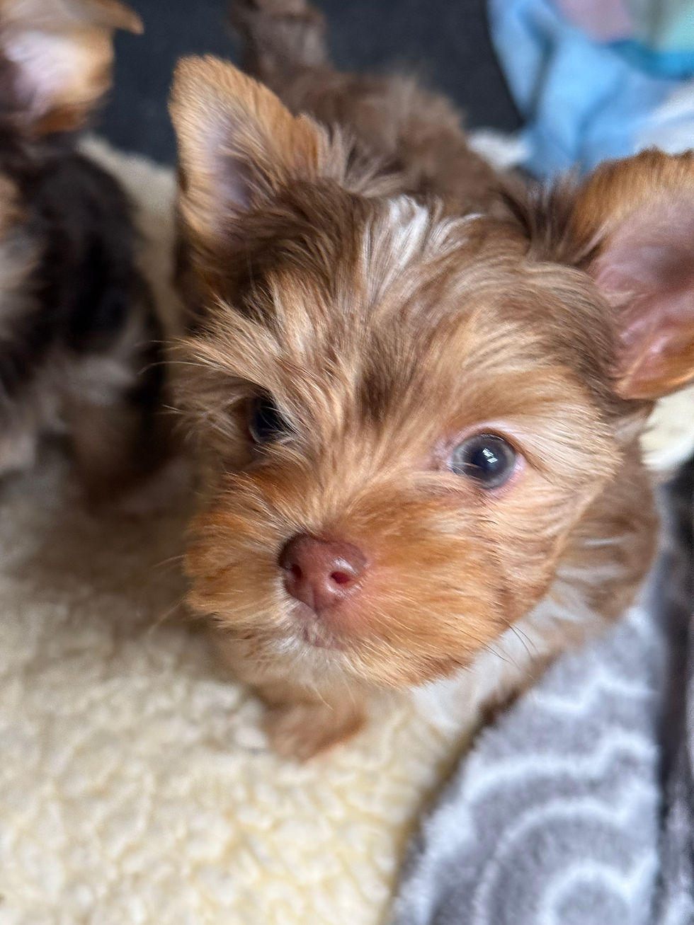 Dunkin 8 weeks