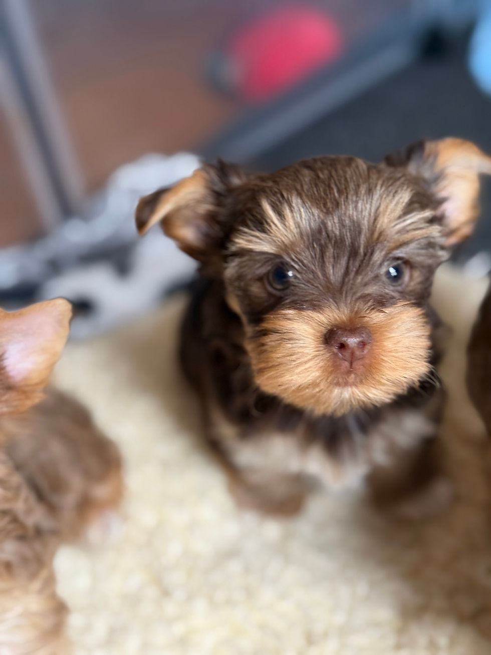 Draco 8 weeks