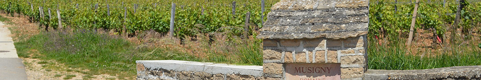 Le Musigny grand cru de Chambolle-Musigny