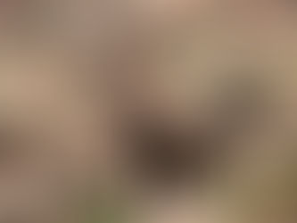 Tag 22 GTA Süd Etappe 54 - Steinbock-Staunen