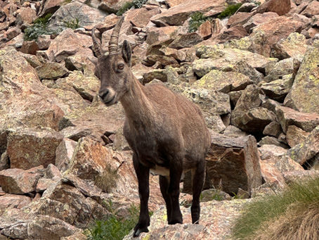 Tag 22 GTA Süd Etappe 54 - Steinbock-Staunen