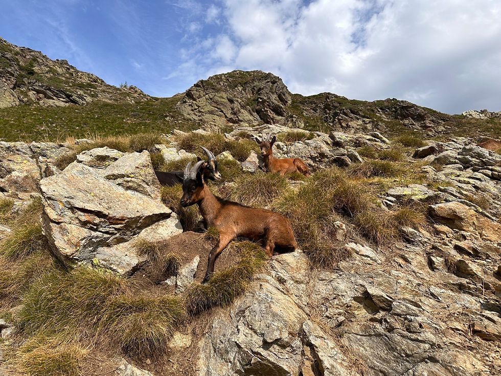 GTA Grande Traversata delle Alpi Rifugio Coda Trovinasse Felsen Ziegen