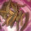 Thumbnail: Types of SEA CUCUMBER (Teripang)