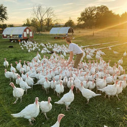 Tail Feather Farm
