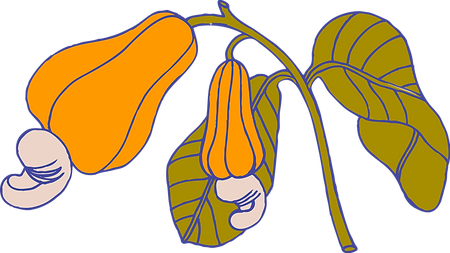 Cashew Plant
