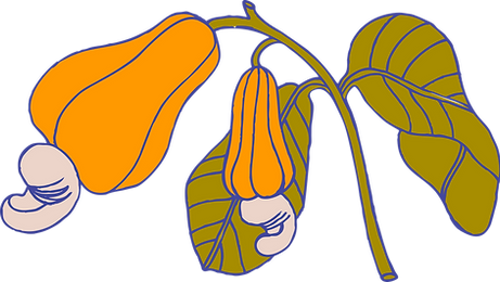 Cashew Plant