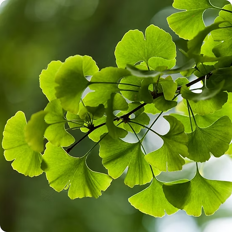 photo of Ginkgo Biloba