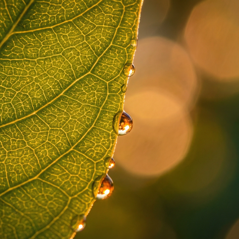 Close up of a life with water droplets