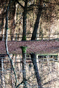 O reflexo do Lago, Chans