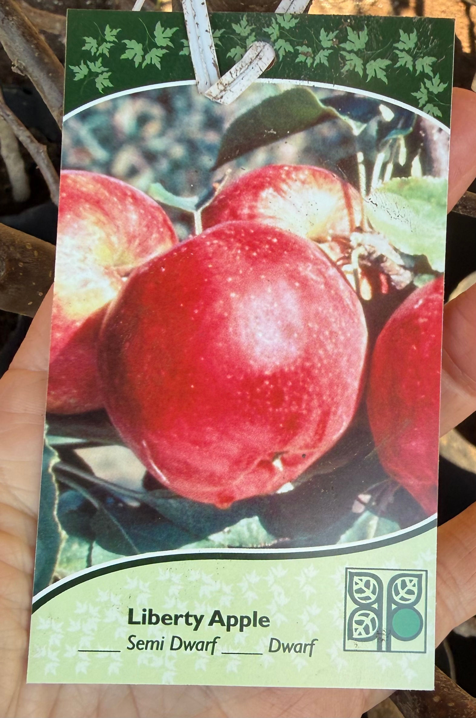 Apple Trees- 7 Varieties