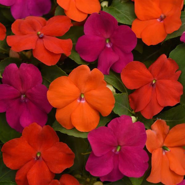4 pack Impatiens Beacon Sanibel