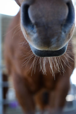 horseHR-8672