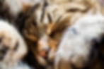 Alfie 6_email