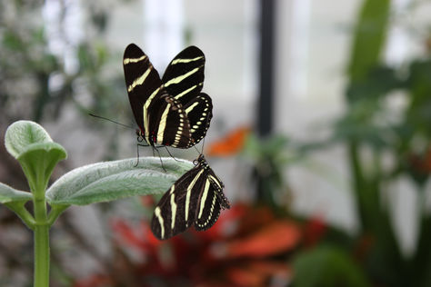 Butterflies and Blooms