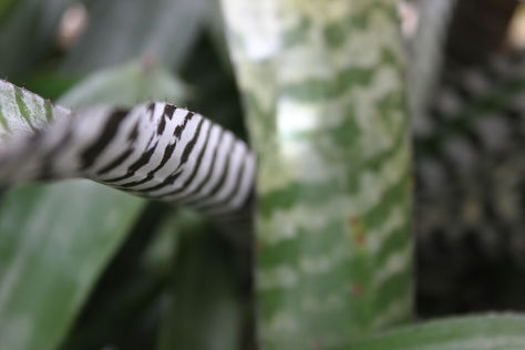 Stripes