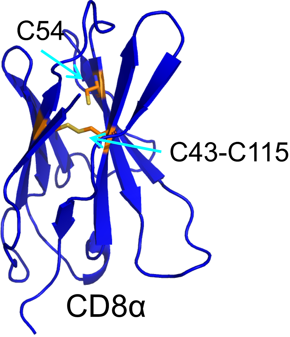CD8.png