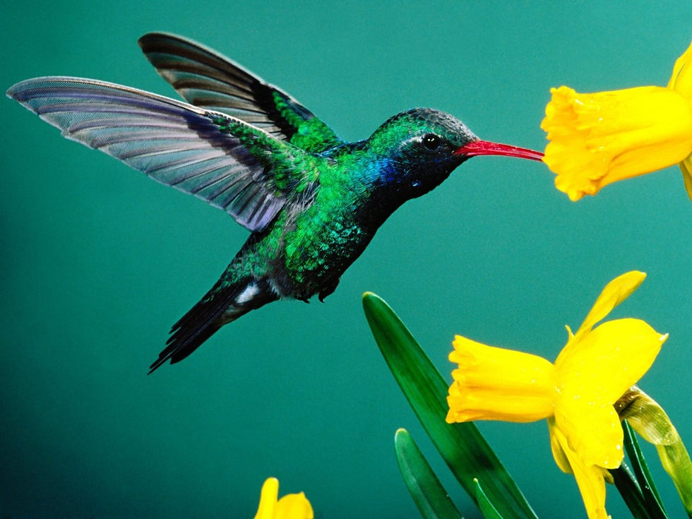 Beija-Flor-1