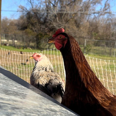 Discovering the Secret Life Span of Chickens