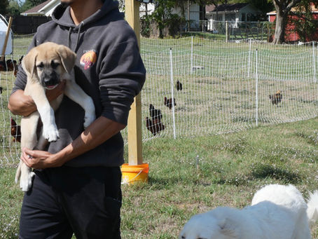Mastering Predator Protection for Your Beloved Backyard Flock