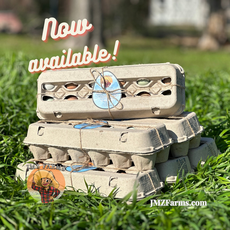 Cultivating Sustainability and Nutritious Eggs for a Brighter Future