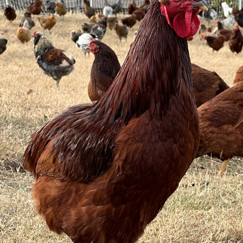 How Long Does it Take for a Chicken Egg to Hatch?