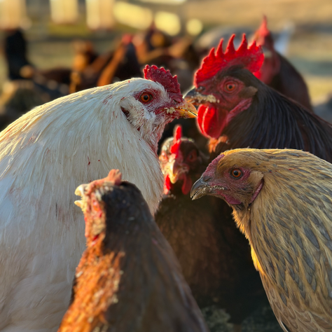 The Egg-cellent Debate: Do Chickens Need a Rooster to Lay Eggs?