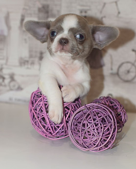 Рафаэль3.jfif