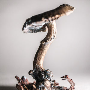 stropharia II