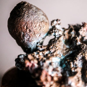 lycoperdon II