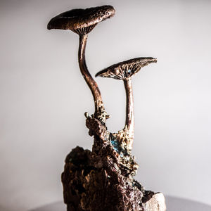 pleurotus eryngii