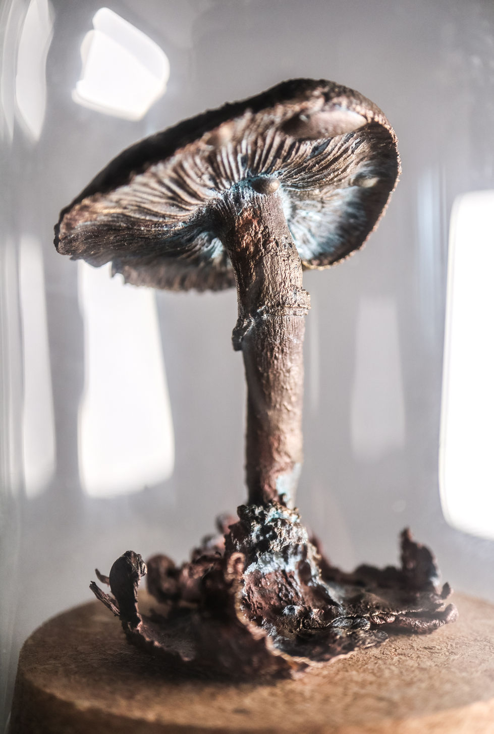 stropharia II