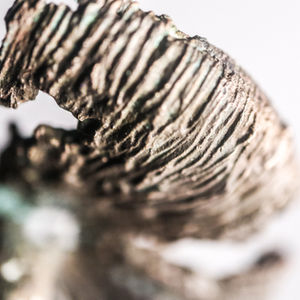 coprinopsis II
