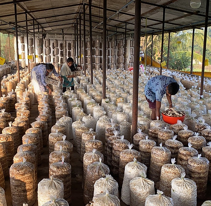 mushroom-farm-training.jpg