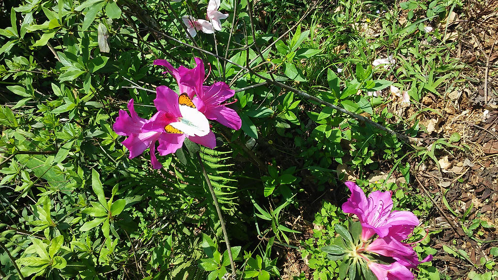 azaleas and butterflies, Fulong