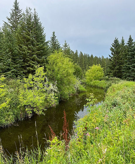 waskasoo creek.jpg