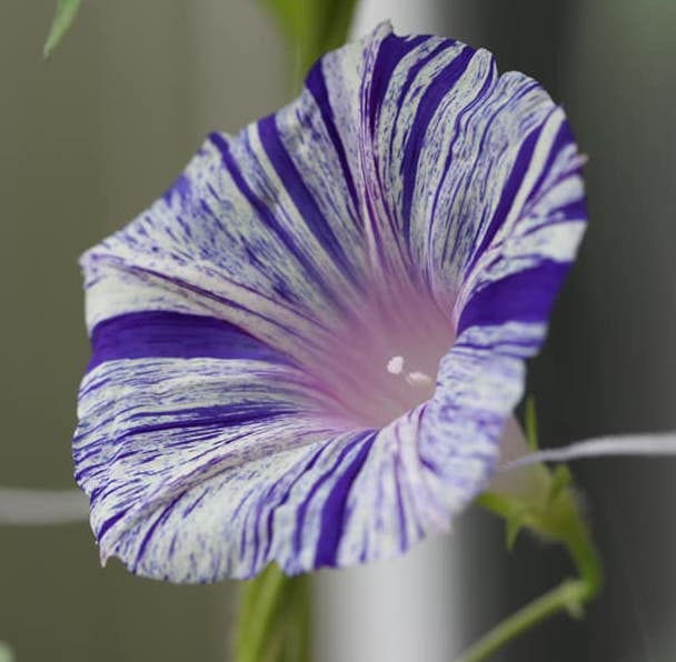 Thumbnail: Kogin thread set x 7 'asagao' morning glory