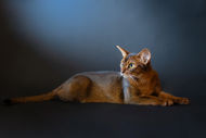 Photo style studio sur fond uni, chat abysisn