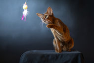 Photo style studio sur fond uni, chat abyssin