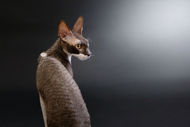 Photo style studio sur fond uni, chat rex cornish