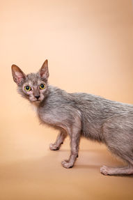 Photo style studio sur fond uni, chat lykoi