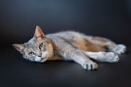 Photo style studio sur fond uni, chat agé