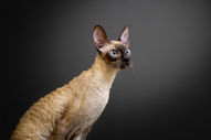 Photo style studio sur fond uni, chat rex cornish
