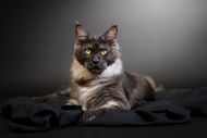 Photo style studio sur fond uni, chat maincoon